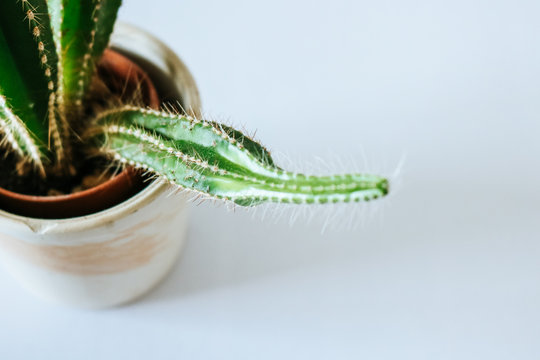 Cactus plant developing an Etiolation (unusual smaller, lighter growth due to lack of light) 