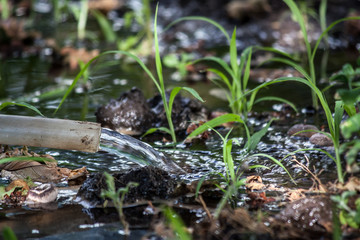 Acqua e piante