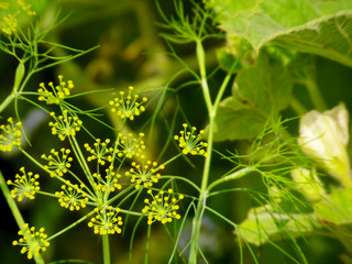 cumin flower background