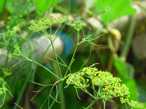 cumin flower background