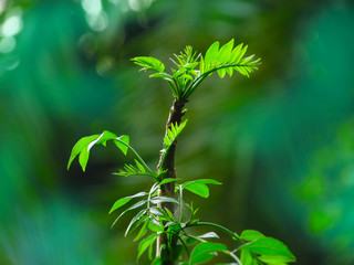 green tree plant