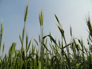 Fototapeta premium green wheat plant
