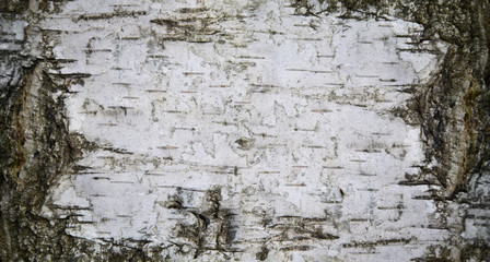 Close view of birch bark. Nature texture or background.