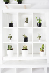 Collection cactus and succulent plants  on white shelf against white wall. 
