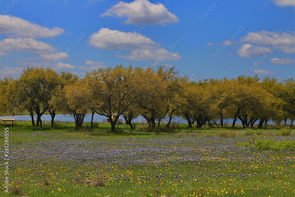 Wall mural spring blubonnets near waco texas