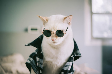 Portrait of White Cat wearing glasses,animal fashion concept.