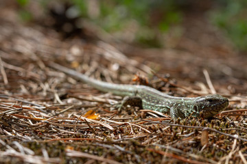 Sand lizard (Lacerta agilis) close-up
