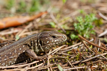 Sand lizard (Lacerta agilis) close-up