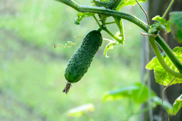 Young cucumber plant. Green vegetable marrow growing on bush. Harvesting time. Selective focus. Copy space