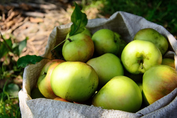 Ripe apples in bag. Harvesting time. Close up. Selective focus