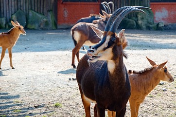 antelope in zoo © Ivana