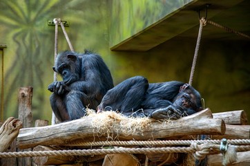 Obraz premium chimpanzee in zoo