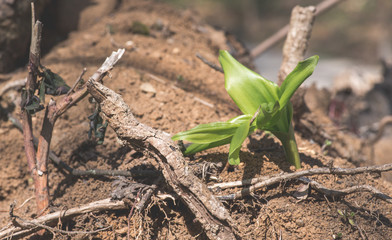 One green plant growing alone from the ground in the spring time nature new life concept background close up