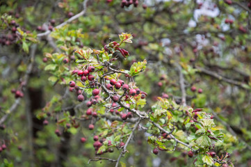 Fototapeta premium Beautiful spring flowers. In spring everything awakens from sleep. Outside. Without people. Amazing nature.