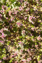 Fototapeta premium Blooming Red Dead nettle (Lamium purpureum) in its natural environment.
