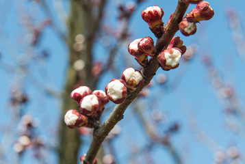 Apricot flower buds on the branch close up