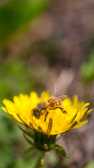 Bee collecting pollen on bright yellow dandelion flower. Taraxacum blossoming flower
