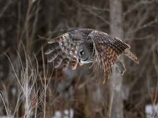 Great Grey Owl in Flight  in Winter
