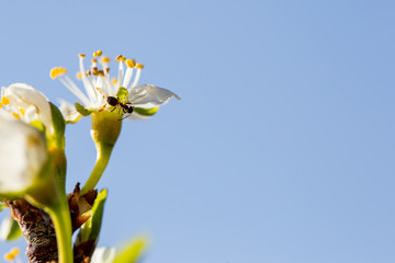 Close up of and on plum blossoming flower at spring with blue sky in background
