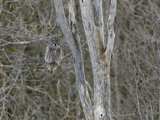 Great Grey Owl Perched in Tree in Winter