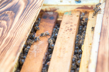 Worker bees crawl out of the hive to warm themselves in the spring sun