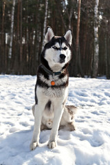 Dog breed Siberian Husky dog sitting in the snow on the forest background