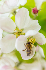 Bee collecting pollen on apple tree blossoming flower at spring. Apple tree bloom