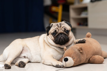 cute dog pug breed have a question and making funny face feeling so happiness and fun,Selective...