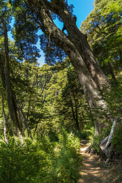Caminos en el bosque de coihues