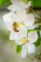 Bee collecting pollen on apple tree blossoming flower at spring. Apple tree bloom