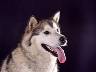 portrait of a dog breed Alaskan Malamute on a black background