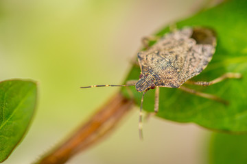 Close up of stinky bug on green leaf