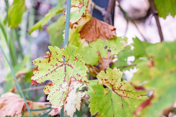 Feuilles de vigne tachetée de rouille à l'automne