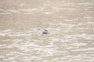 The flying birds foraging on sand In the sea.