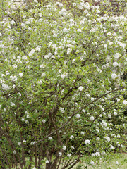 Obraz premium Viorne de Burkwood (Viburnum burkwoodii) aux rameaux garnis de boules de fleurs blanches et parfumées
