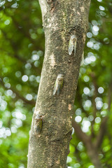 斜めに並んだ3匹のクマゼミ