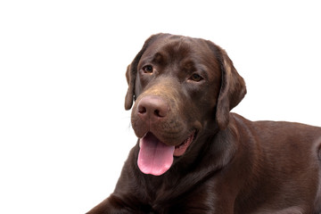 Portrait of a Labrador Retriever on a white background