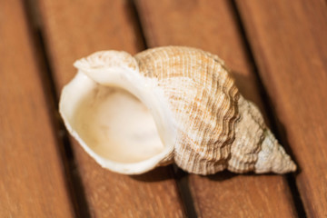 Plan rapproché sur l'ouverture d'un coquillage d'escargot de mer