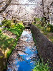 春の京都　哲学の道