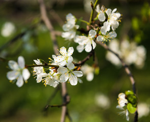 Blooming tree with white flowers in spring. Springtime