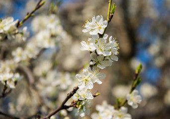Blooming tree with white flowers in spring. Springtime