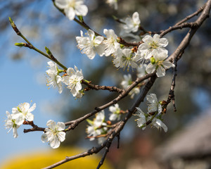 Blooming tree with white flowers in spring. Springtime