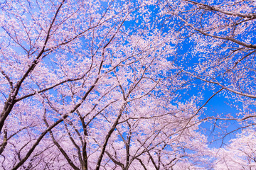 満開の桜