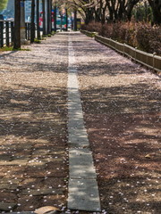 Obraz premium city street with cherry blossoms