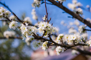 Blooming tree with white flowers in spring. Springtime