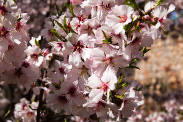 Almond blossom in the mountains of Armenia