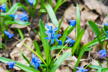 closeup blue scilla flowers on the green field in the spring, park in the bright sunshine