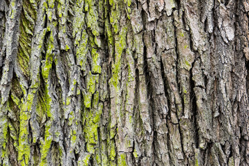 bark of an old deciduous tree