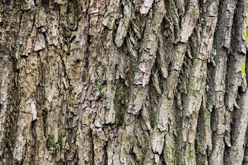 bark of an old deciduous tree