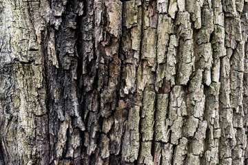 bark of an old deciduous tree